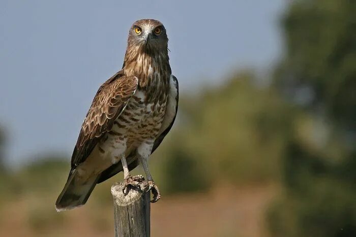 Птица змееяд фото Змееяд Kinds of birds, Bald eagle, Animals