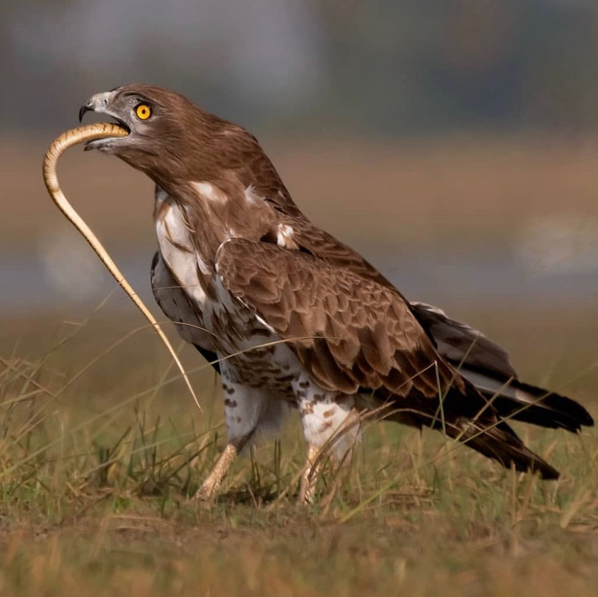 Птица змееяд фото Змееяд (Circaetus gallicus) :: Флора и Фауна Урочище Восьмая Щель :: Урочище Вос