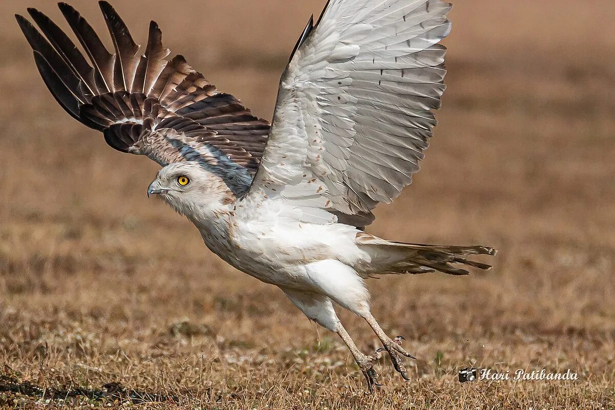 Птица змееяд фото Fichier:A Short Toed Snake Eagle (49495528368).jpg - Wikipédia