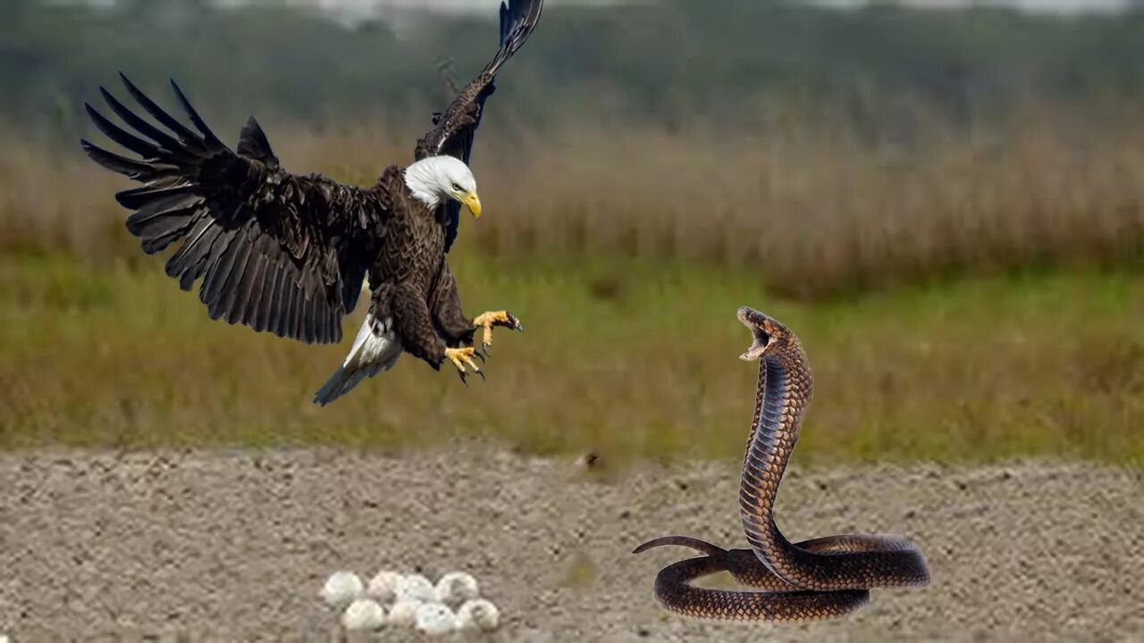 Птица змея фото Mother Bird Defends Her Eggs From Snake Hunting But Fail Mother Bird Revenge Sna