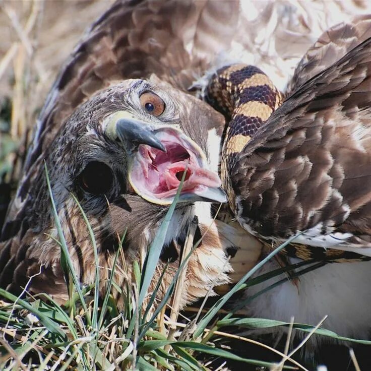 Птица змея фото Eagle vs Hawk fight comparison- who will win? Birds, Animals, Steller's sea eagl