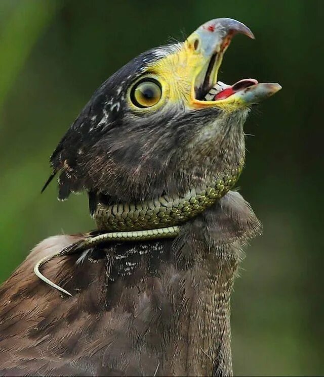 Птица змея фото Snake strangling a Crested Serpent-eagle Eagle animals, Birds of prey, Animals w