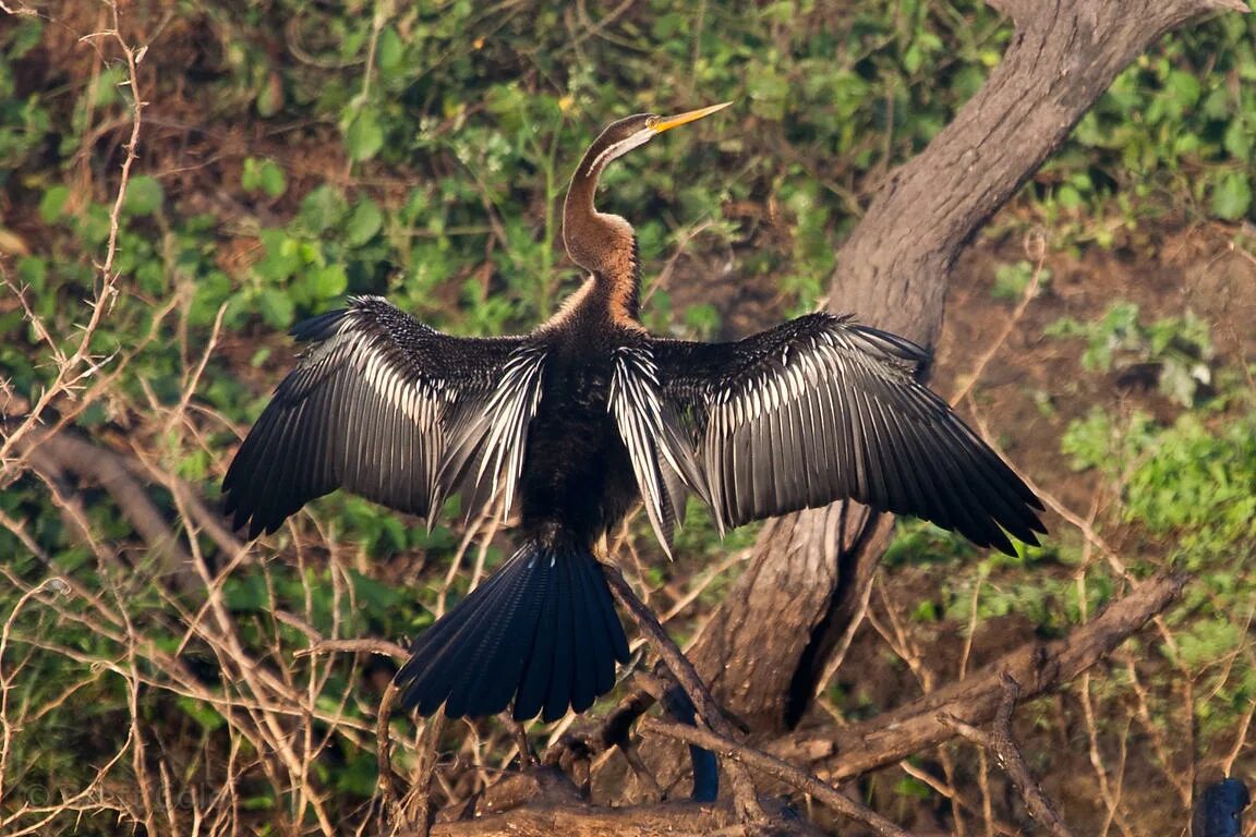 Птица змея фото Snake bird