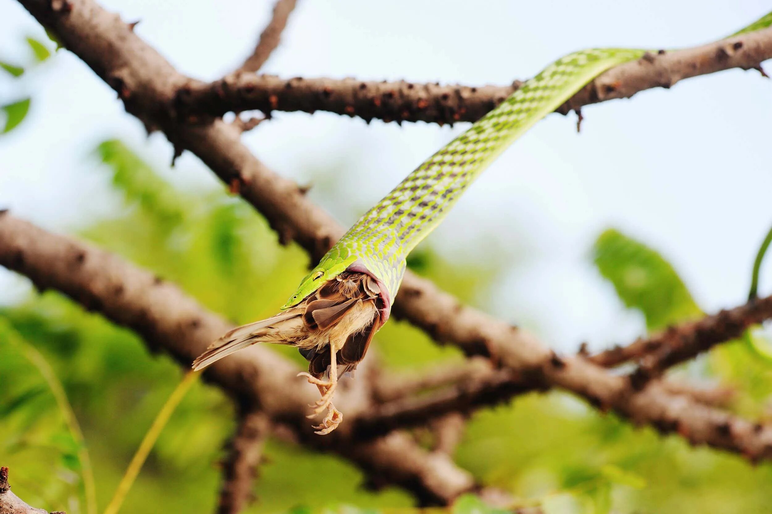 Птица змея фото Snakes: Diets began including mammals after dinosaur extinction New Scientist