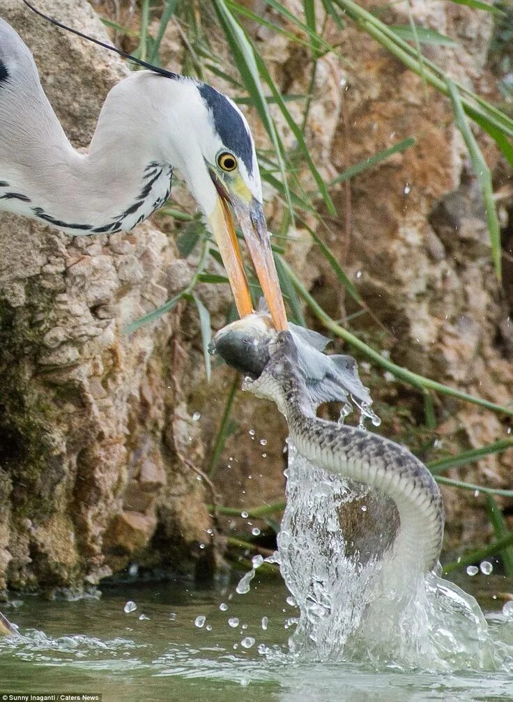 Птица змея фото A hungry heron saw off a snake after they battled it out for fish Animals beauti