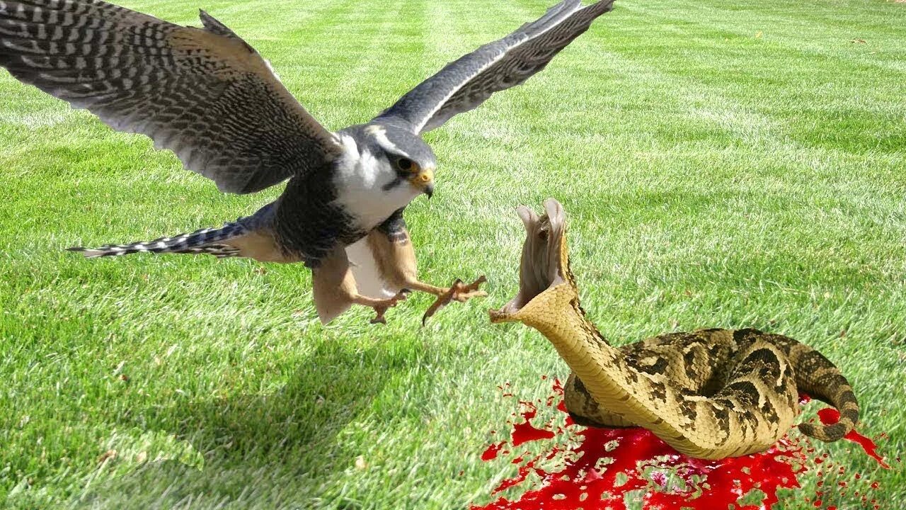 Птица змея фото Birds brutally killed a snake with amazing attacking strategy - Nature process -