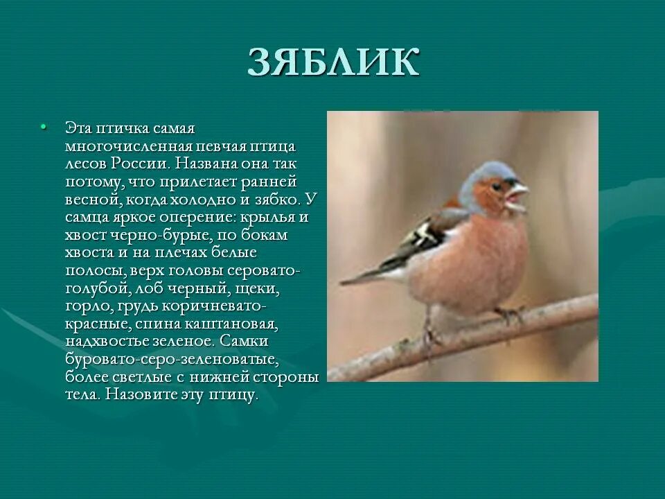 Птица зяблик фото и описание Почему зяблика назвали зябликом: найдено 76 изображений