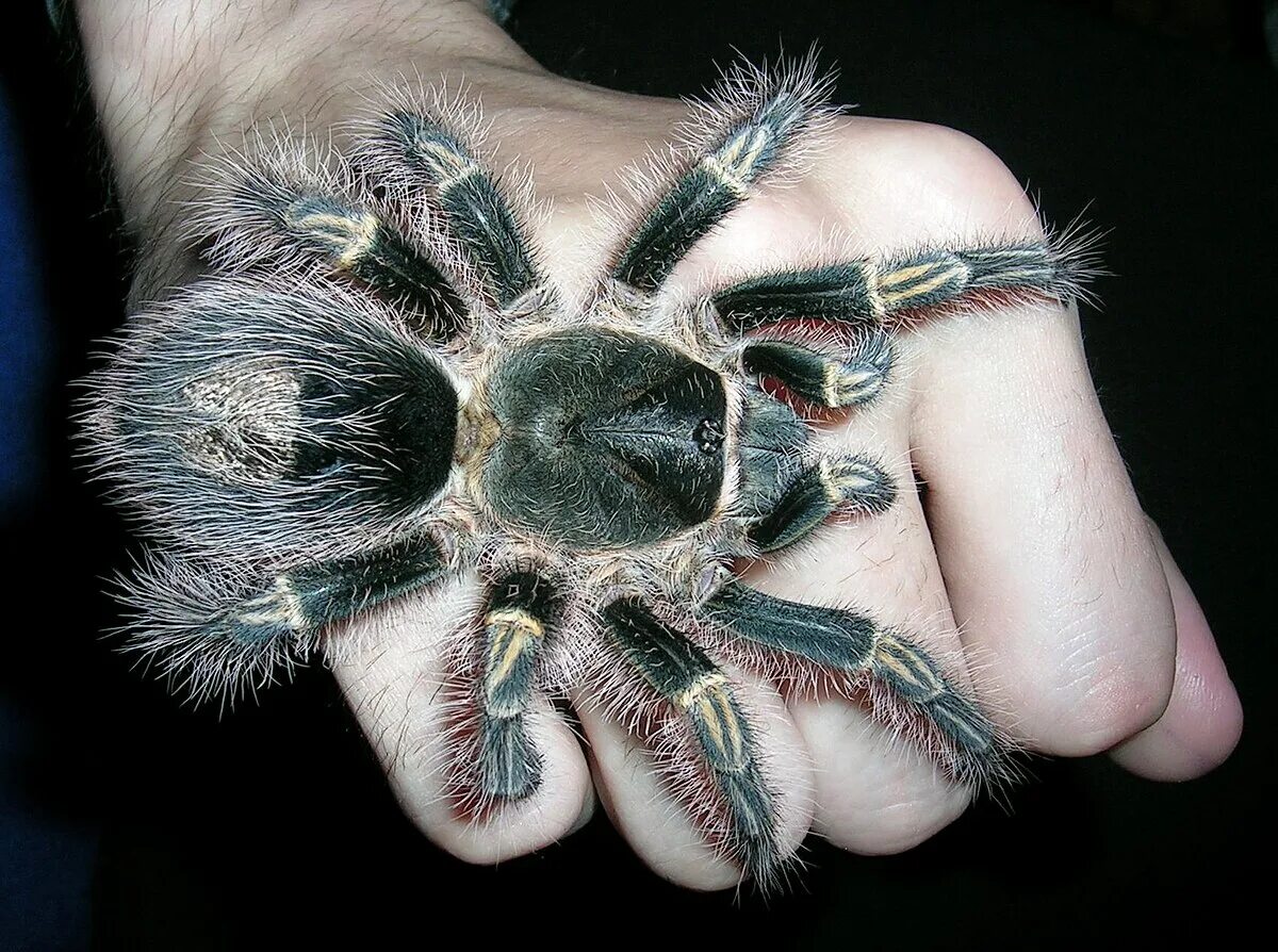 Птицеед паук фото на руке Файл:Grammostola pulchripes L9 female OnAHand.jpg - Википедия