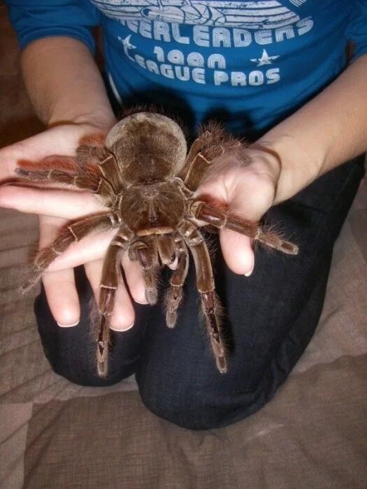 Птицеед паук фото на руке Pin by Robert Lanham on ella raine Pet tarantula, Spider species, Tarantula