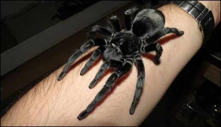 Птицеед паук фото на руке Brazilian Black Tarantula - Jonathan's Jungle Roadshow in 2024 Pet tarantula, Pe