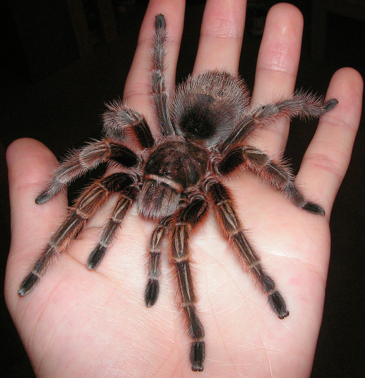 Птицеед паук фото на руке File:Grammostola rosea Chilian Rose Hair Tarantula.jpg - Wikipedia