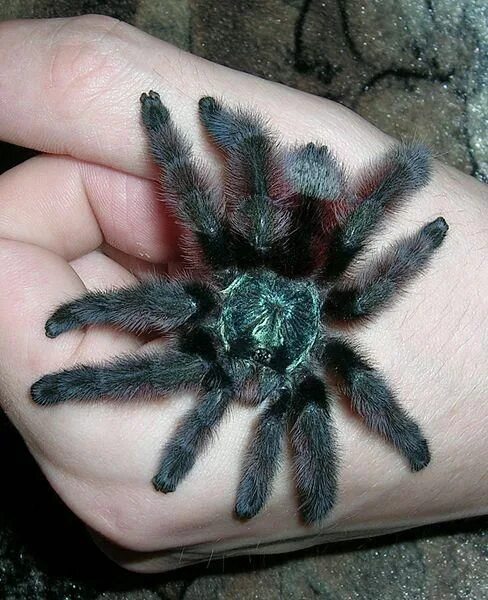 Птицеед паук фото на руке Pin on Tarantulas/spiders