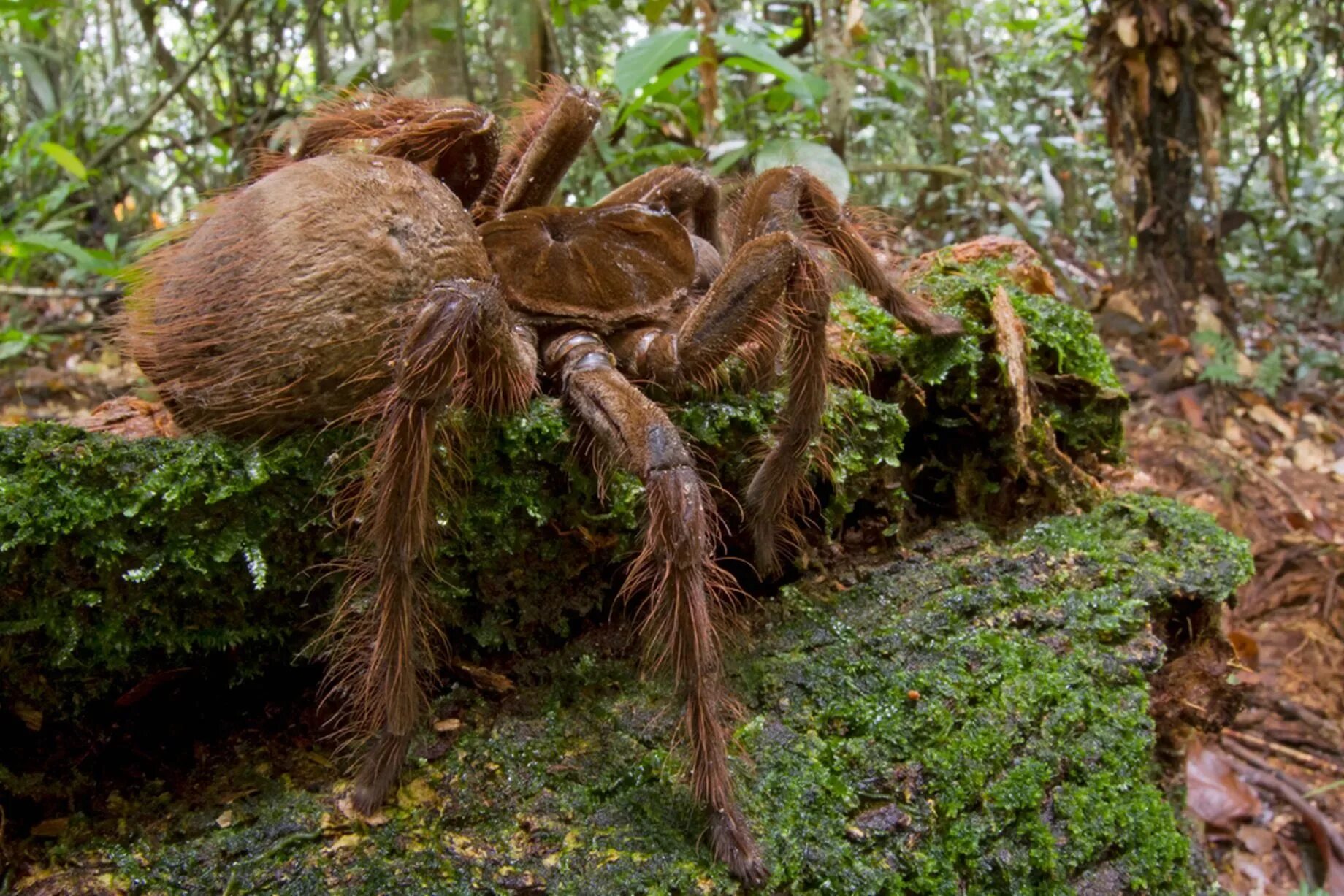 Птицеед паук фото самый большой в мире Spider the size of a puppy with tw-inch fangs found in rainforest - Mirror Onlin