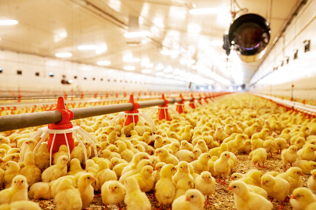 Птицефабрика сибирская поселок ростовка 38 фото Photo: Каспий Эко Птица, poultry farm, Republic of Daghestan, gorodskoy okrug Ma