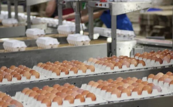 Птицефабрика тульская ул карбышева 17 фото Poultry farm "Tulskaya" began to supply its products to the Crimea https://www.t