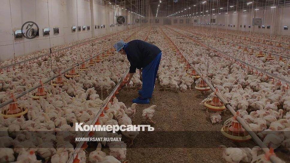 Птицефабрика в орле фото Скрытый "Ресурс" бройлеров - Газета Коммерсантъ № 230 (6224) от 11.12.2017