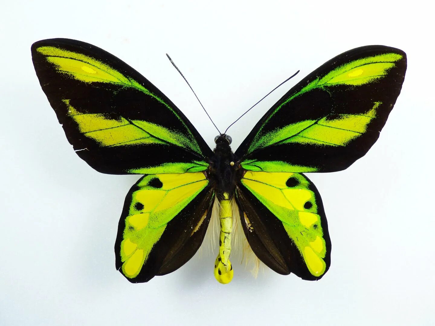 Птицекрылка королевы александры бабочка фото Ornithoptera tithonus ssp. waigeuensis male - AUREUS butterflies & insects