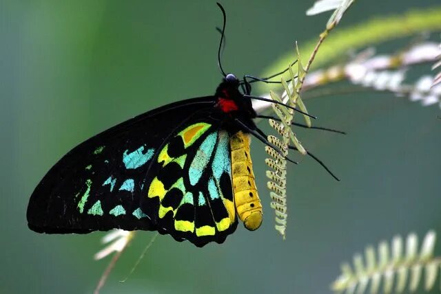 Птицекрылка королевы александры бабочка фото Fascinating and Unique Butterflies Beautiful butterflies, Animals, Butterfly