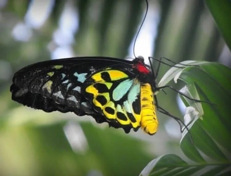 Птицекрылка королевы александры бабочка фото The world’s largest butterfly is the Queen Alexandra’s Birdwing. It has a wingsp