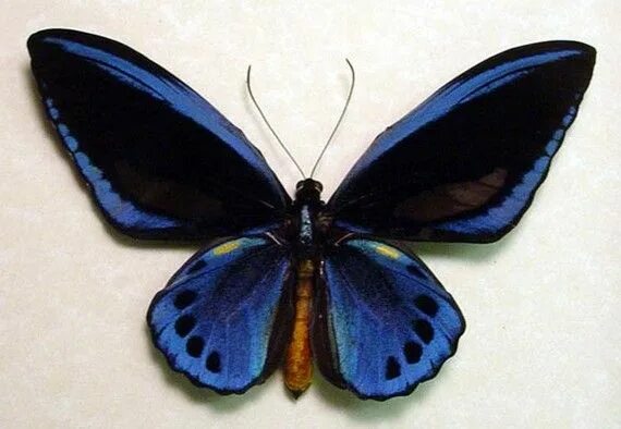 World's biggest butterfly in danger of extinction due to palm oil industry The I