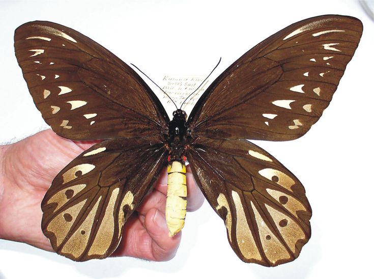 Птицекрылка королевы александры бабочка фото Star objects of our collection - The Queen Alexandra’s birdwing Insects, Queen a