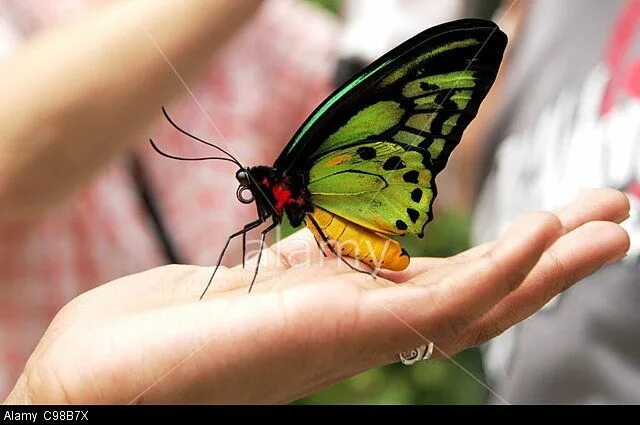 Птицекрылка королевы александры бабочка фото Stock Photo - Queen Alexandra's Birdwing (Ornithoptera alexandrae) is the larges