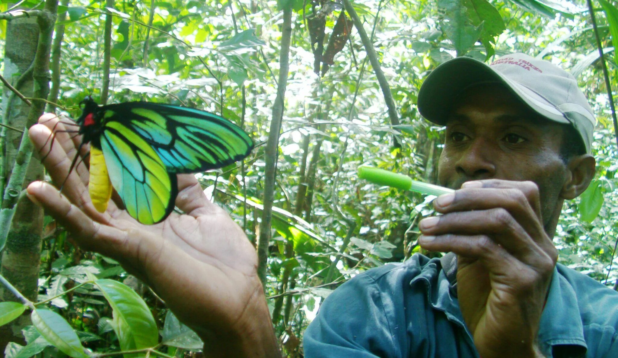 Птицекрылка королевы александры бабочка фото Image result for birdwing Largest butterfly, Butterfly, Butterfly species