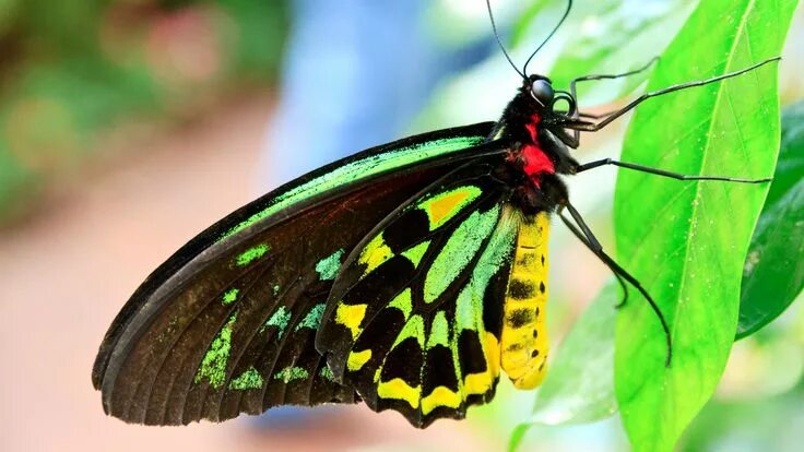 Птицекрылка королевы александры бабочка фото Behold, the biggest, rarest butterfly in the world Types of butterflies, Beautif