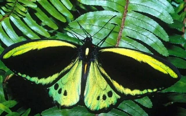 Птицекрылка королевы александры бабочка фото Pin by İsmet Yırtımcı on Butterflies (Kelebekler) Rainforest butterfly, Rainfore