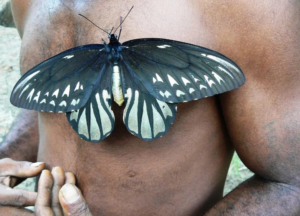 Птицекрылка королевы александры бабочка фото World's biggest butterfly in danger of extinction due to palm oil industry The I