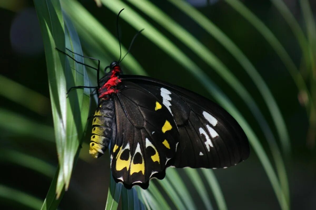 Птицекрылка королевы александры бабочка фото Free Images : nature, wing, flower, green, palm, insect, colorful, garden, fauna