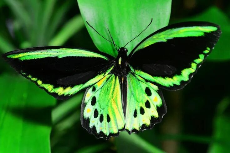 Птицекрылка королевы александры бабочка фото Ornithoptera euphorion, Cairns birdwing Butterfly, Butterfly art, Beautiful butt