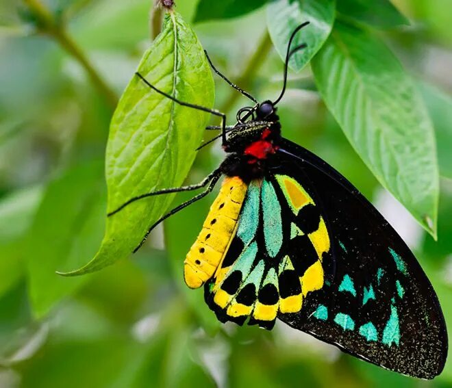 Птицекрылка королевы александры фото Pin by Juan de on Insects Butterfly species, Beautiful butterflies, Most beautif