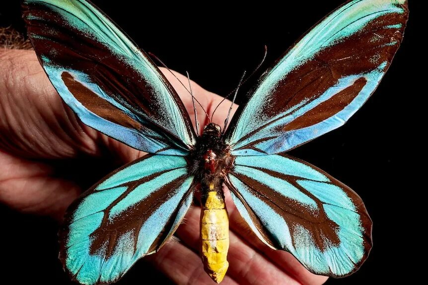 Птицекрылка королевы александры фото The biggest butterfly of all - ABC listen