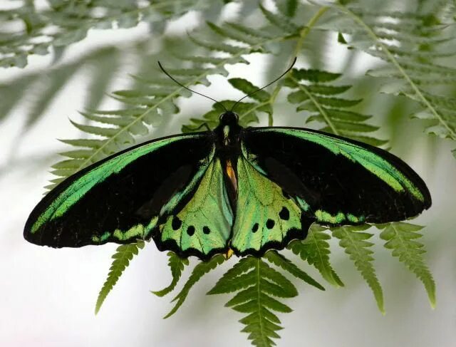 Птицекрылка королевы александры фото GOD'S BEAUTY IN CREATION...THE BUTTERFLY Photo by LivingForHisGlory Photobucket 