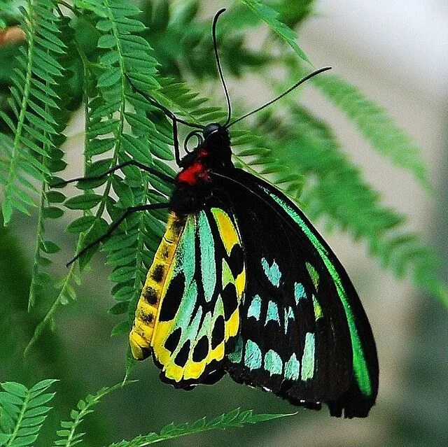 Птицекрылка королевы александры фото Green Bird Wing Butterfly (Ornithoptera priamus) Beautiful butterflies, Bird win