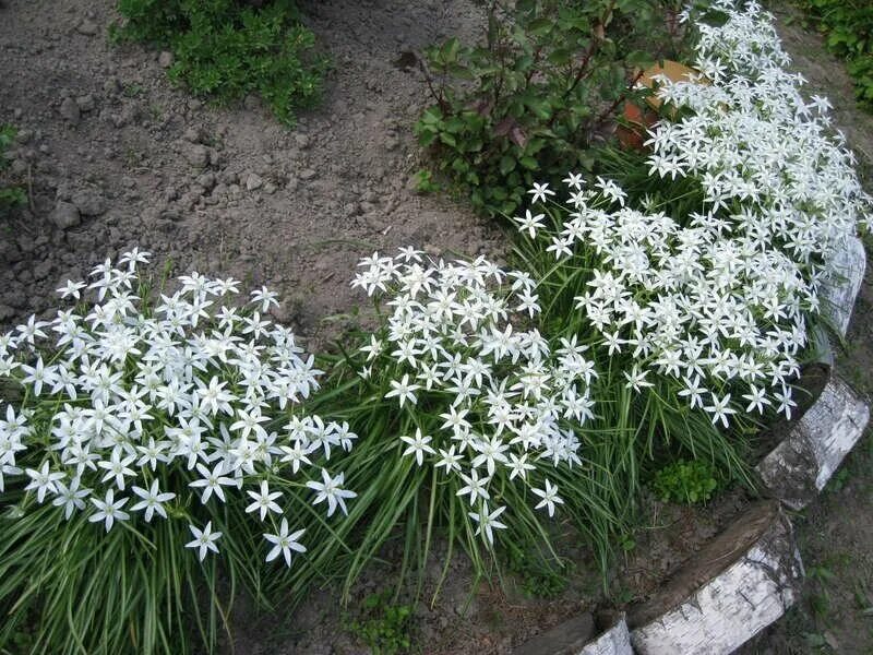 Птицемлечник фото на клумбе Птицемлечник (Ornithogalum) - луковичный многолетник I 25 луковиц в диаметре по 