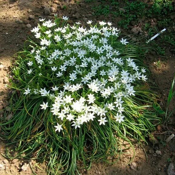 Птицемлечник фото на клумбе Многолетний садовый цветок Птицемлечник (Ornithogalum) in 2020