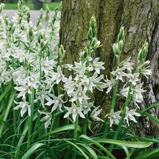 Птицемлечник фото посадка и уход Птицемлечник Нутанс (Ornithogalum Nutans) купить в Москве, доставка почтой по Ро