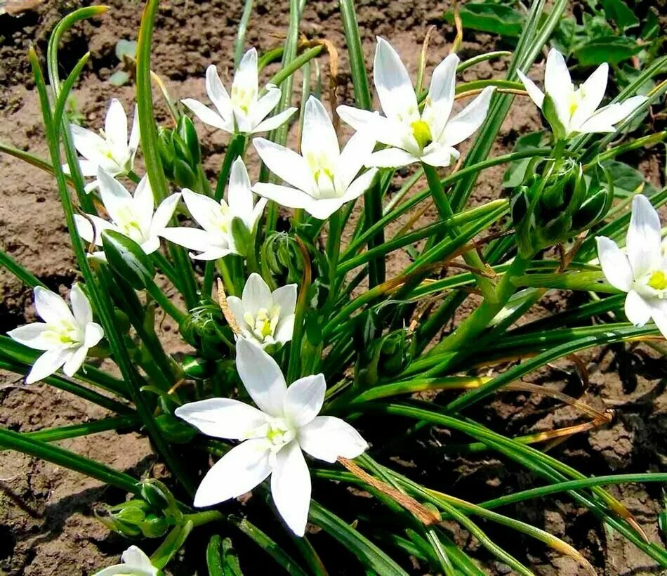 Птицемлечник фото посадка и уход Птицемлечник (Ornithogalum) - луковичный многолетник I 25 луковиц в диаметре по 