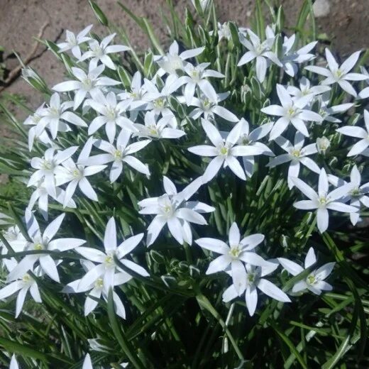 Птицемлечник фото посадка и уход Птицемлечник зонтичный (Ornithogalum umbellatum) купить в Москве, доставка почто