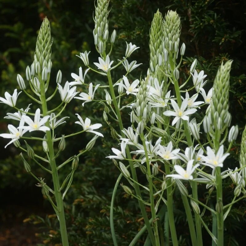 Птицемлечник фото посадка и уход Ornithogalum ponticum 'Sochi'