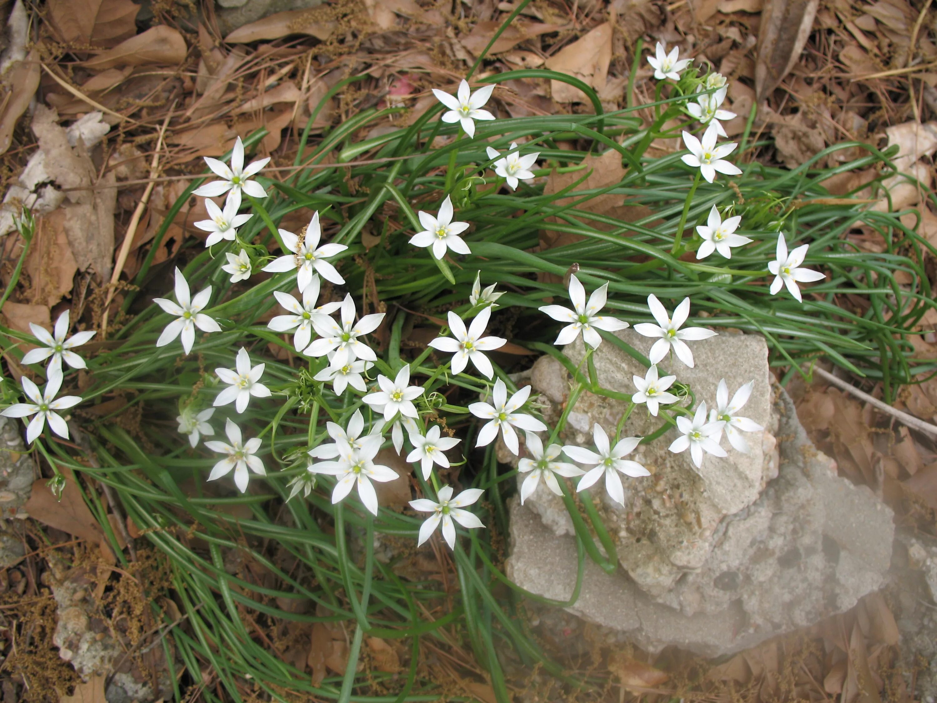 Птицемлечник в ландшафтном дизайне фото Online Plant Guide - Ornithogalum umbellatum / Star of Bethlehem