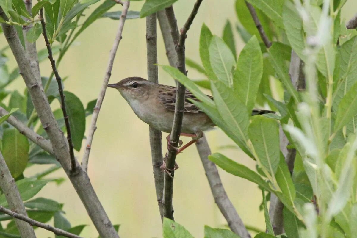 Птицы абхазии фото Pallas's Grasshopper Warbler (Locustella certhiola). Birds of Siberia.