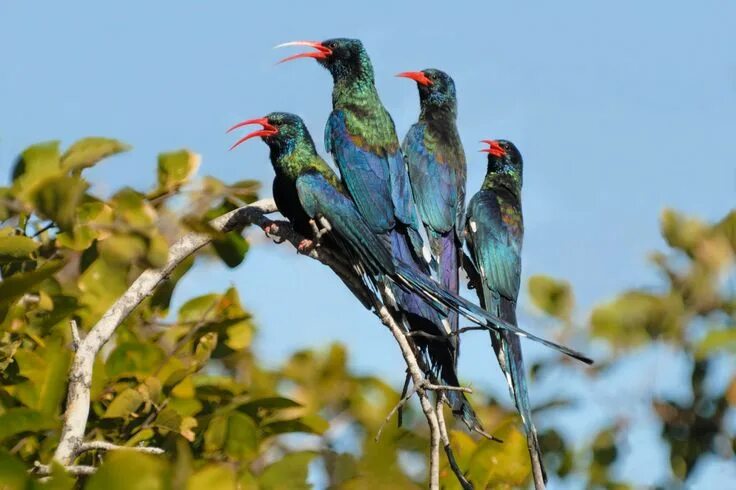 Птицы абхазии фото Green woodhoopoe South african birds, South african animals, African animals