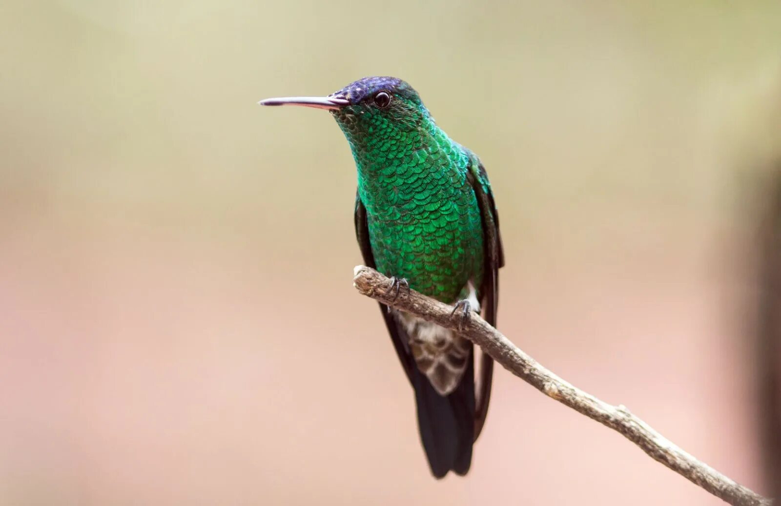 Птицы абхазии фото Wallpaper : sanfrancisco, Canon, Colombia, hummingbird, endemic, enchantedgarden