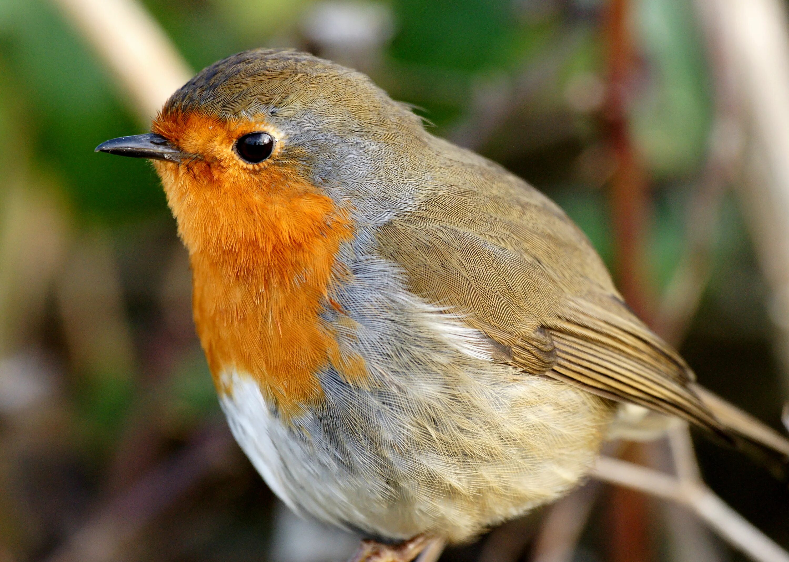 Птицы абхазии фото Wallpaper : european robin, beak, fauna, old world flycatcher, wildlife, close u