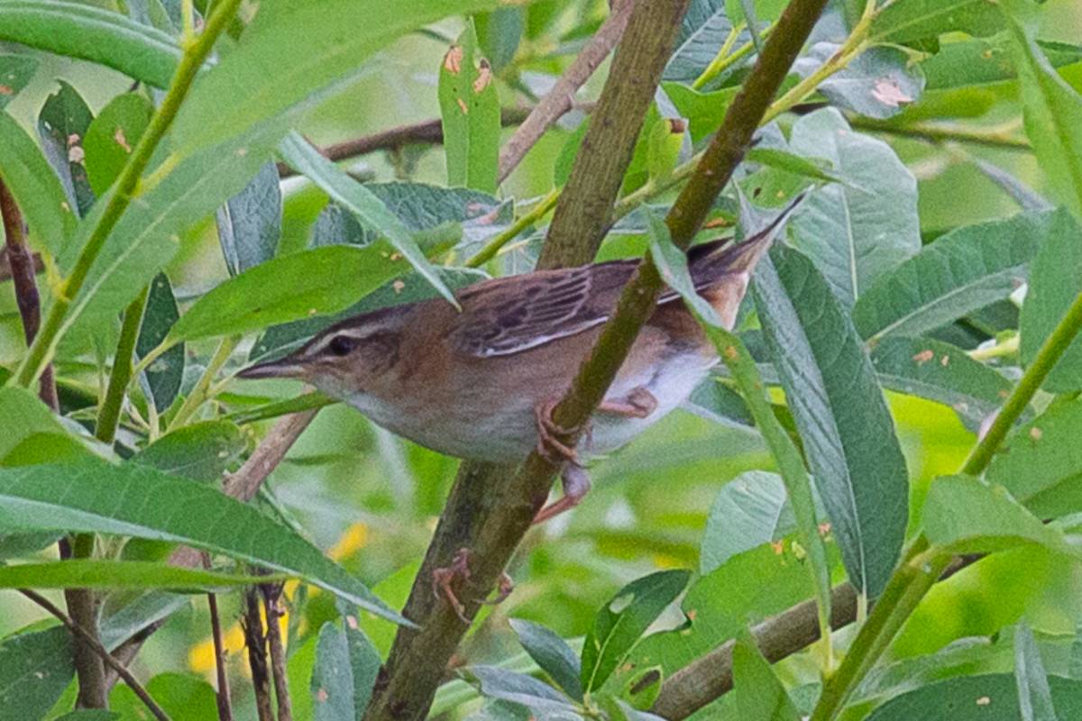 Птицы абхазии фото и названия Pallas's Grasshopper Warbler (Locustella certhiola). Birds of Siberia.