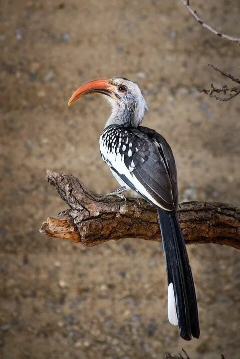 Птицы африки фото Yellow-Billed Hornbill Bird - Free photo on Pixabay Uccelli da compagnia, Splend