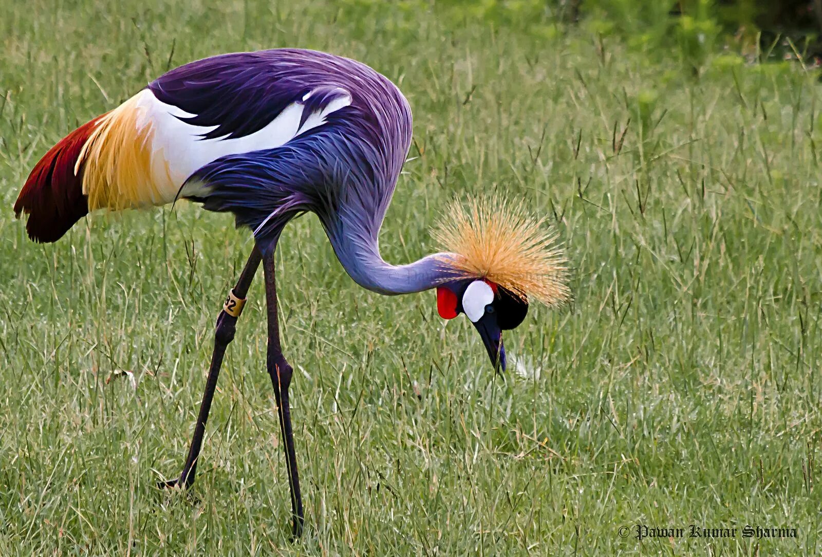 Птицы африки фото East African Grey-Crowned Crane Colorful birds, Beautiful birds, Colorful animal